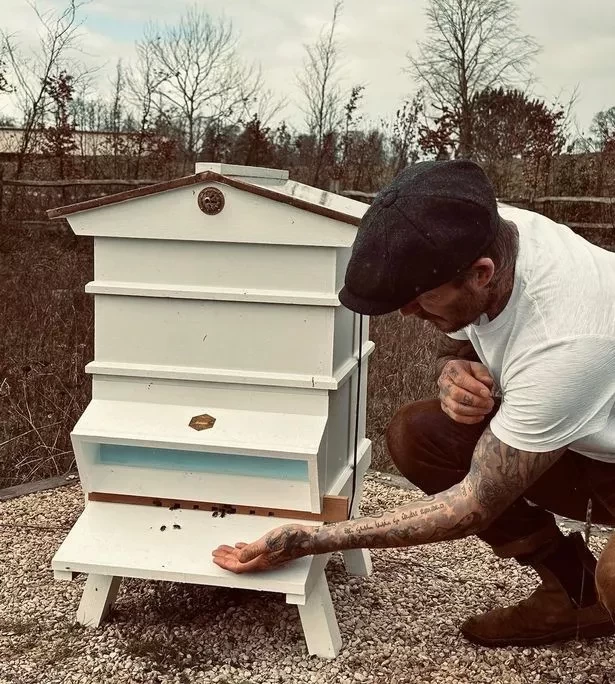 1-bees.webp