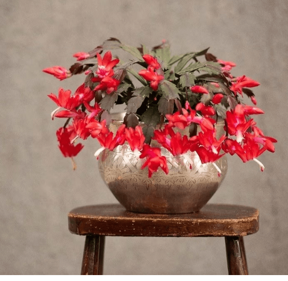 fireshot-capture-195-schlumbergera-google-search-wwwgooglecom.png