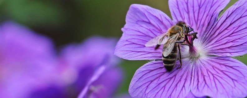 sani-bee-spot-lavender-and-bees-2-792x314.jpg