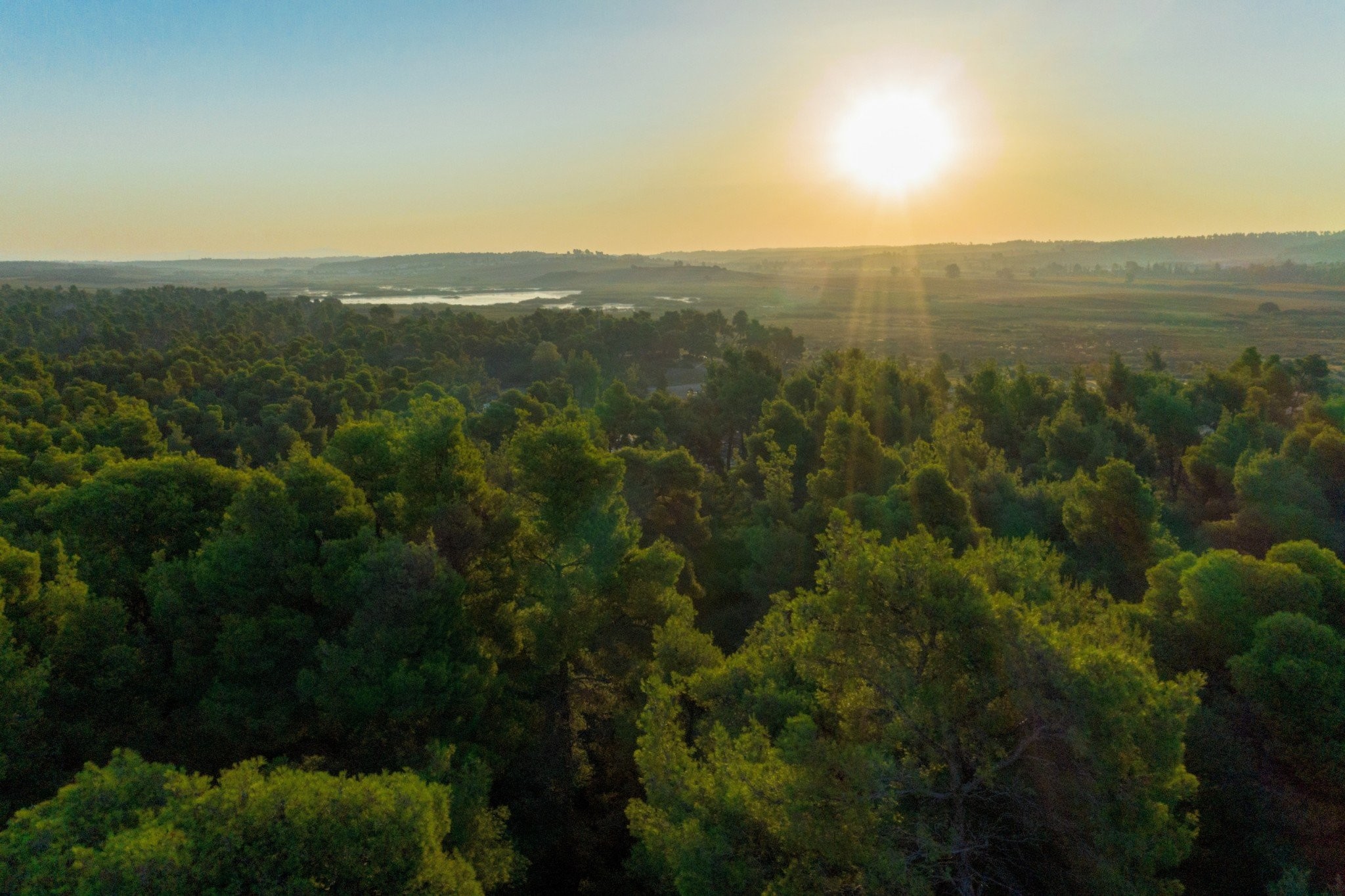 sani-resort-forest-2880x1918.jpg