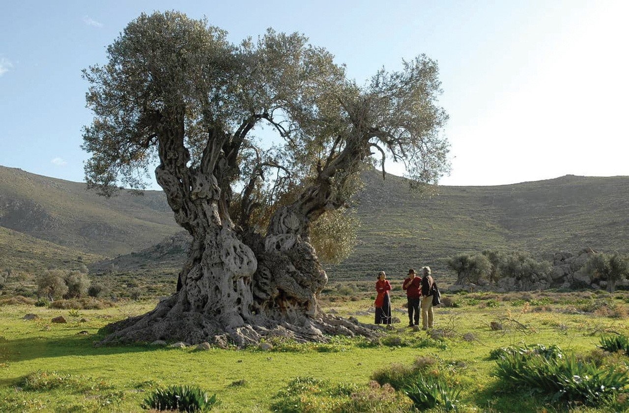 elaionas-aegina-resized.jpg