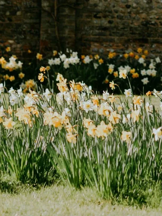 04-dh-flower-hot-spots-in-spring-scotland-daffodilsjpg.webp