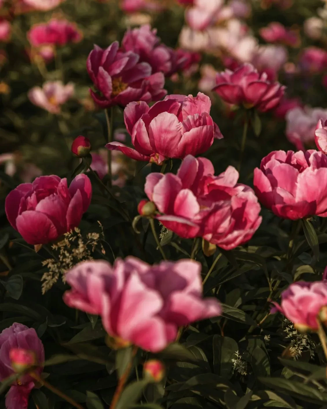 09-dh-flower-hot-spots-in-spring-france-peoniesjpg.webp
