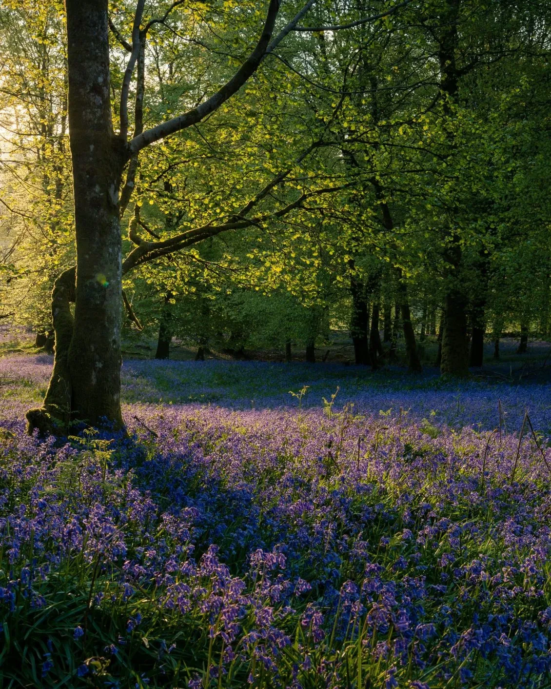 16-dh-flower-hot-spots-in-spring-belgium-bluebellsjpg.webp