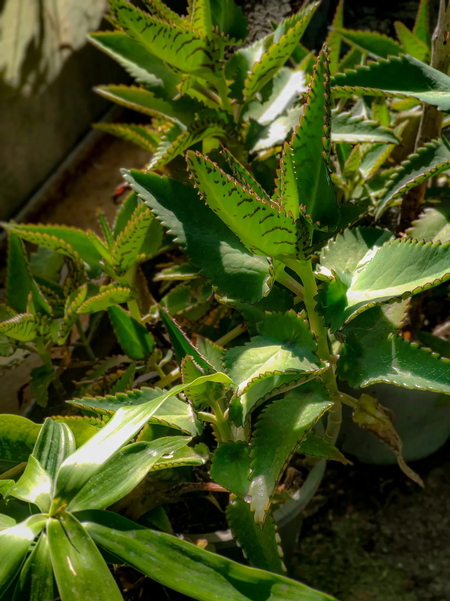 limpieza-como-preparar-plantas-para-otonojpg.webp