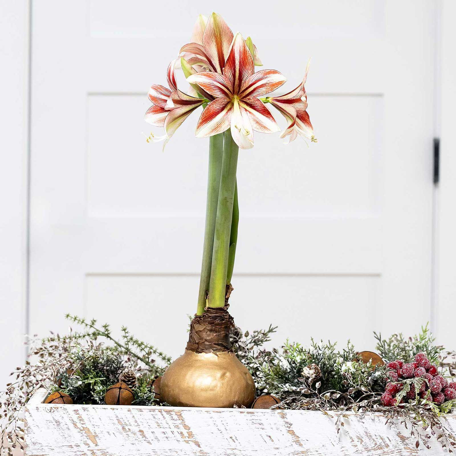 amaryllis-bulb-gold-wax-rac-1.jpg