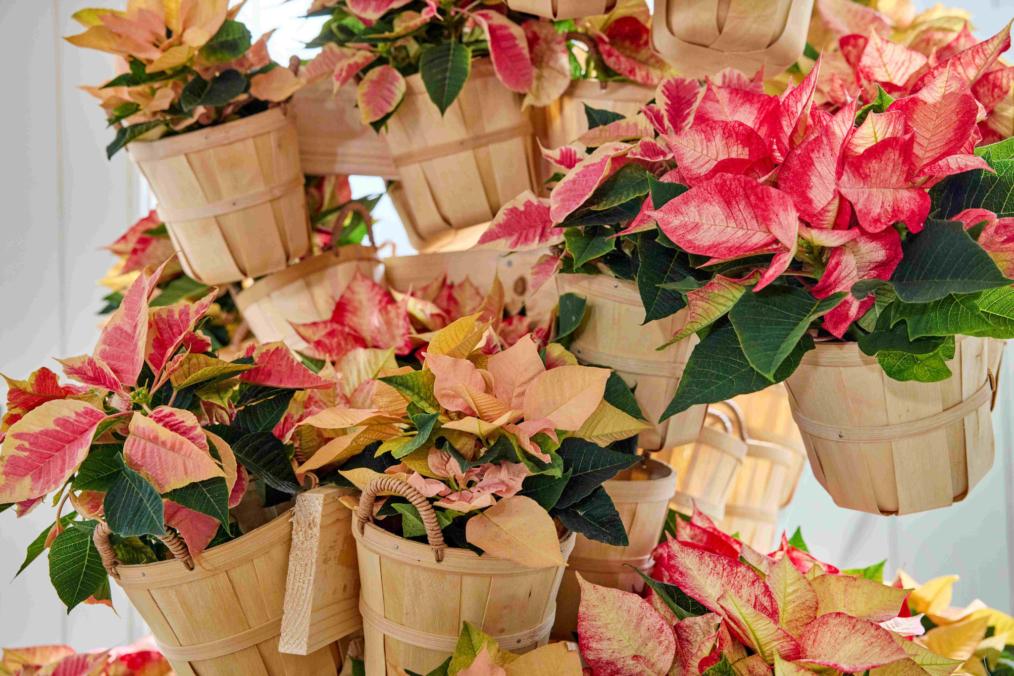 2025-poinsettia-01000-nordic-winter-charm-27-new.jpg