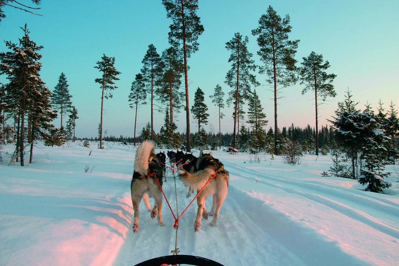 husky-sledding-c-cathy-harlow-1.jpg