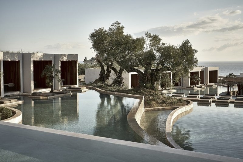 olea-1.jpg