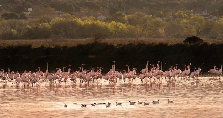camargue.jpg