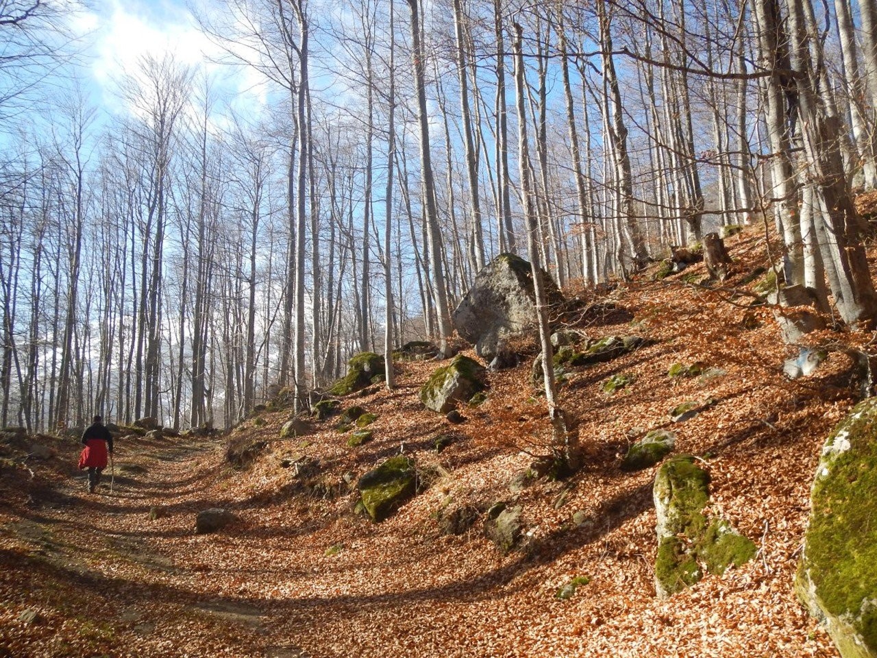 almopia-8.JPG