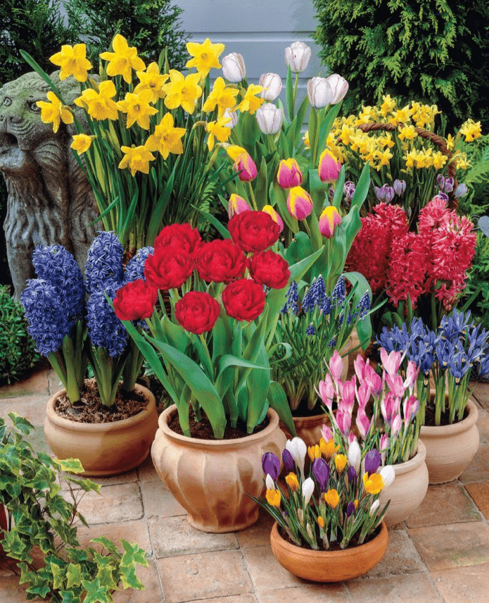 plants-2.png