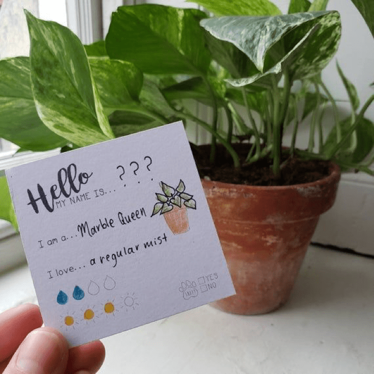 plants-4.png