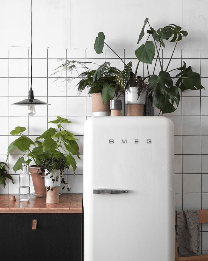 kitchen-plants-7.png