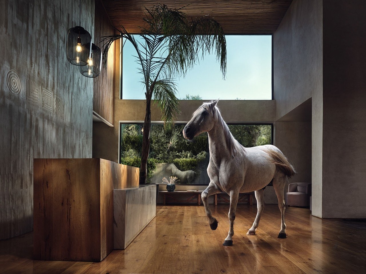 olea-horse.jpg