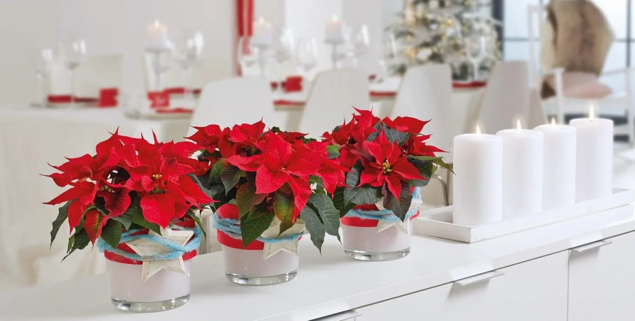 Ημέρα Αλεξανδρινού: Τα απόλυτα tips για να παραμείνει για καιρό λαμπερό