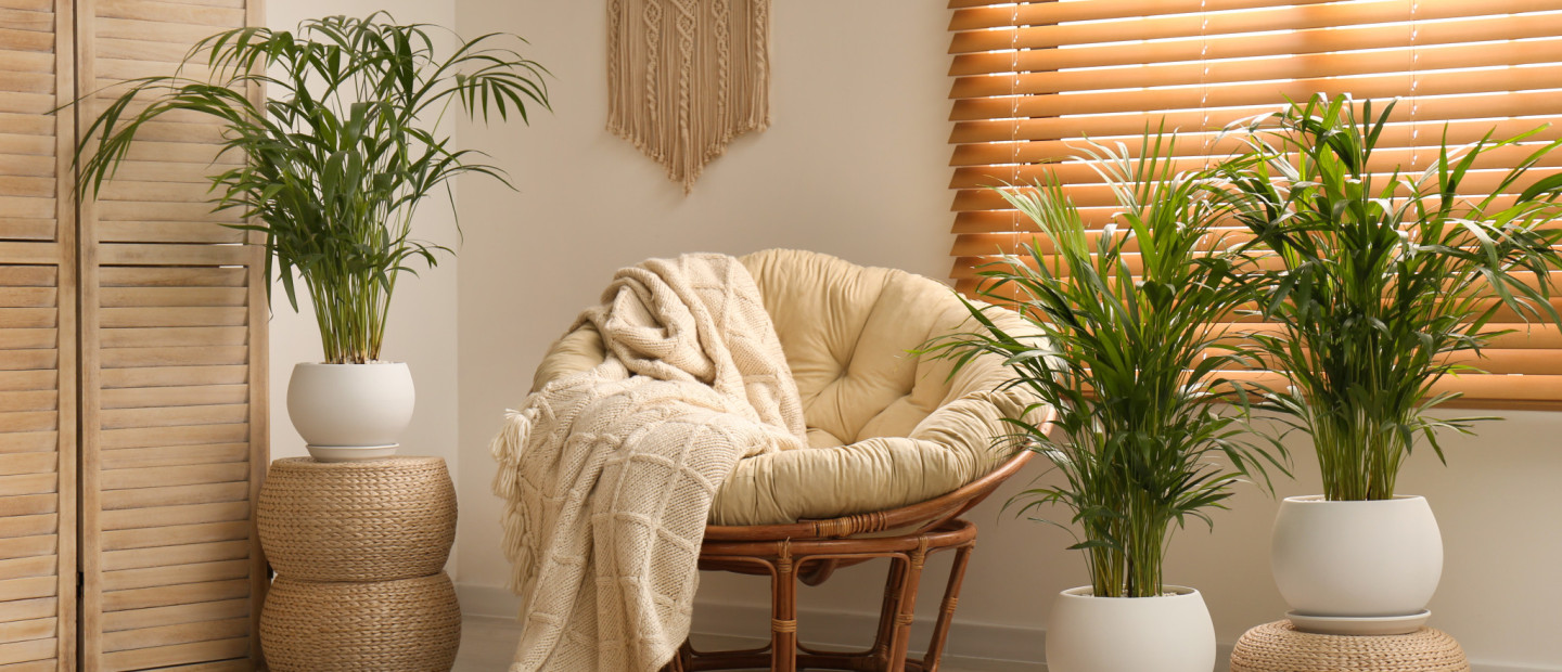 Τα φυτά που συμβάλλουν στη μείωση του καπνού και των ρύπων μέσα στο σπίτι﻿