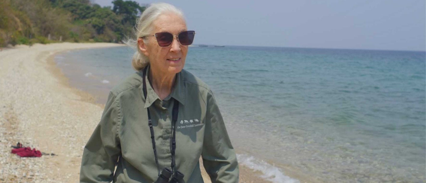 Μάθετε τα πάντα για την πρεμιέρα του ντοκιμαντέρ «Jane Goodall: The Hope» στο National Geographic και τη δυναμική πρωταγωνίστριά του 