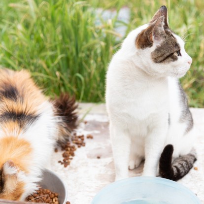 Μια σημαντική δράση για τη στείρωση των αδέσποτων ζώων που μας αφορά όλους 