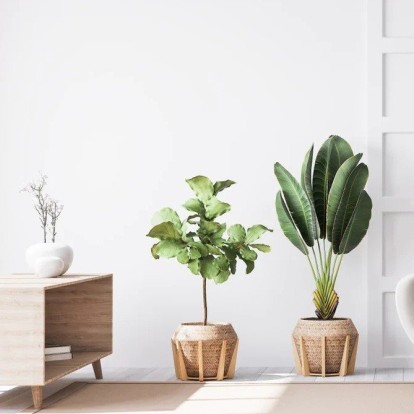 5+1 φυτά εσωτερικά χώρου για εσάς που σκέφτεστε να γίνετε νέος "plant parent" 