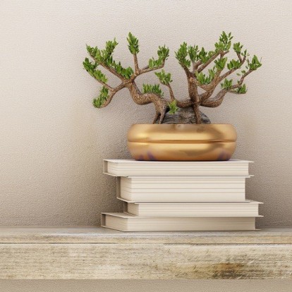 How to: Πώς να μεγαλώσετε σωστά και να φροντίσετε ένα Bonsai 